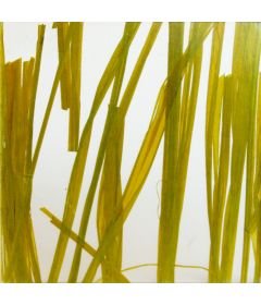 Panel Translúcido Lumicor SEAWEED, medida 1219 x 2438mm, espesor 6 mm